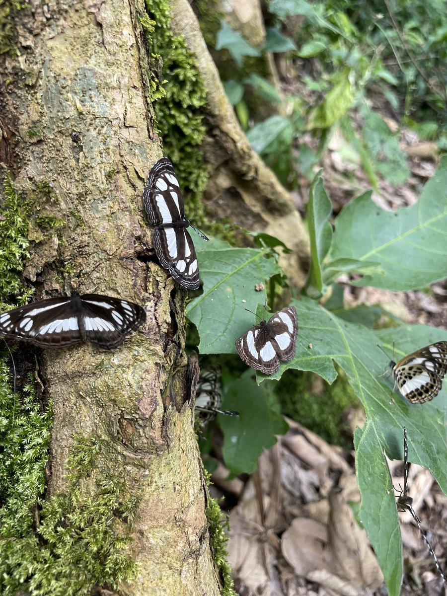 wherePreshgoes's tweet photo. I’ve never seen so many butterflies like the ones I saw in this forest 😩
Different colors, different patterns ..
I really loved this trail. https://t.co/JSxA4X1bit