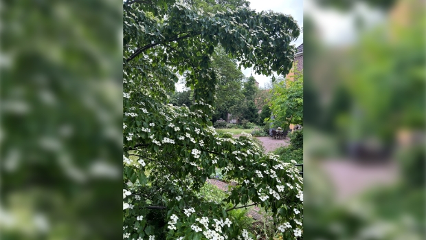 Overtuin tweede Pinksterdag opengesteld -  contactzutphen.nl/l/519662