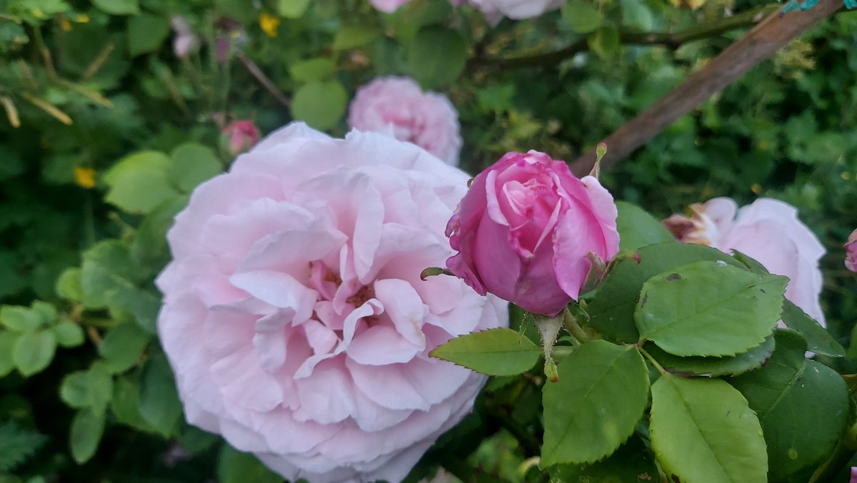 Today's Old #Rose is the Bourbon 'Mrs Paul' (George Paul, 1891), a seedling of Mme Isaac Pereire. Large scalloped double blooms of blush pink fading to pearly white. Repeat flowering &amp; said to get better with each flush. Strong  fragrance. One of my all-time favourite #roses 🌹