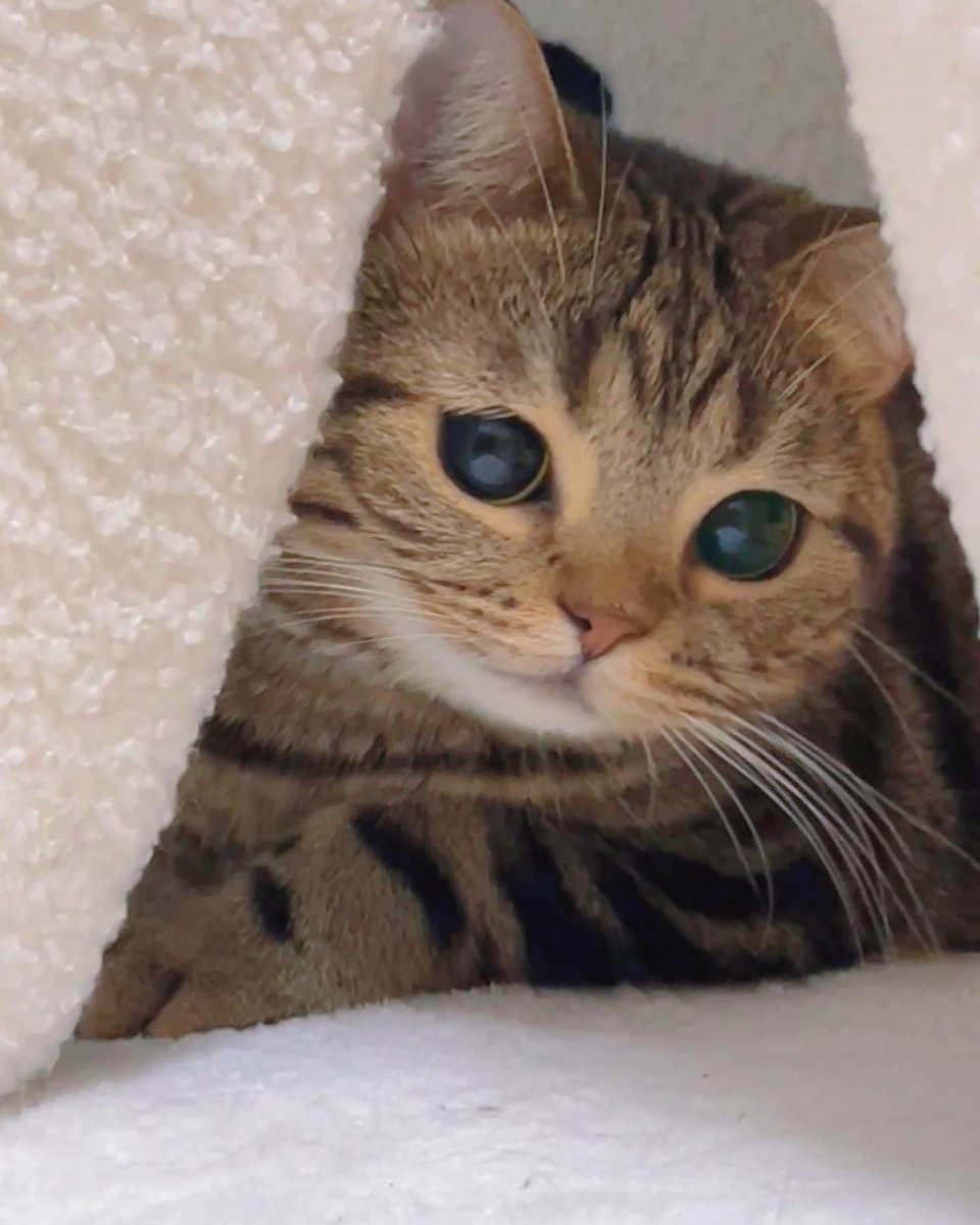 small kittens are cute (@smallcutekitten) on Twitter photo 