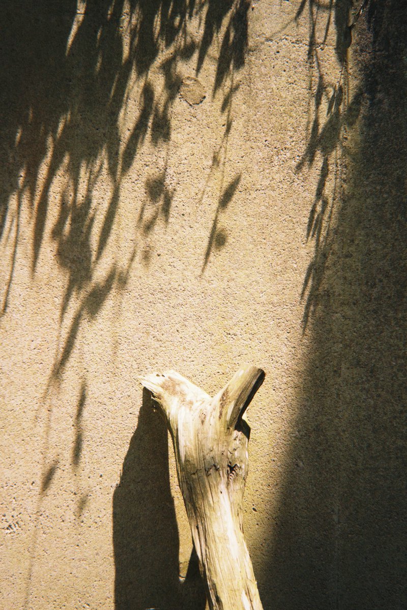 JoshuaTree_11's tweet image. 