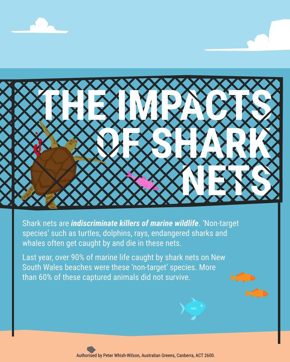 SharkSafetyWA's tweet photo. #NetsOutNow #Qld https://t.co/ydyT8FOI7s