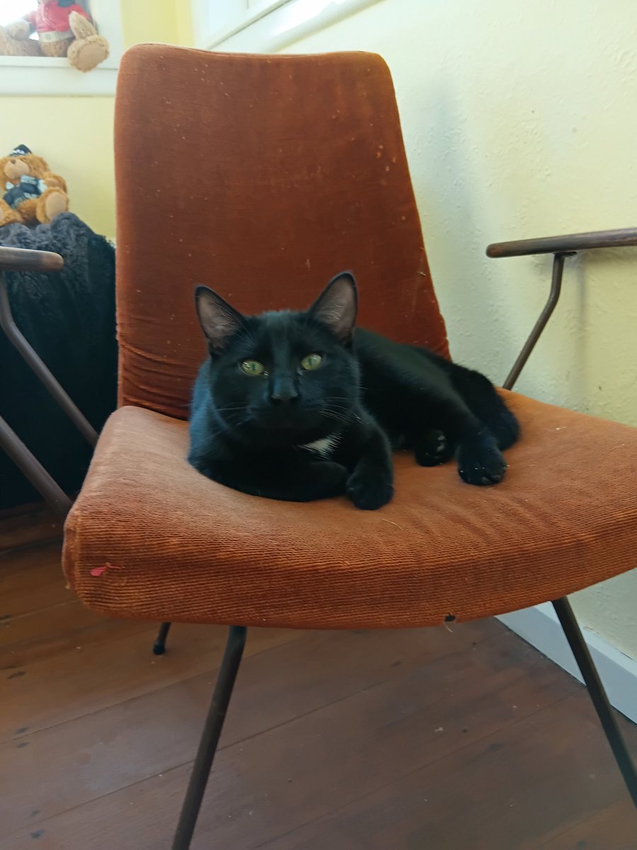 Have you met Teddy? Teddy is a bit of a 🥄 but he's amazing,  even when spilling his water bowl all over the floor so he can drink it off the floor... #poser #kitten