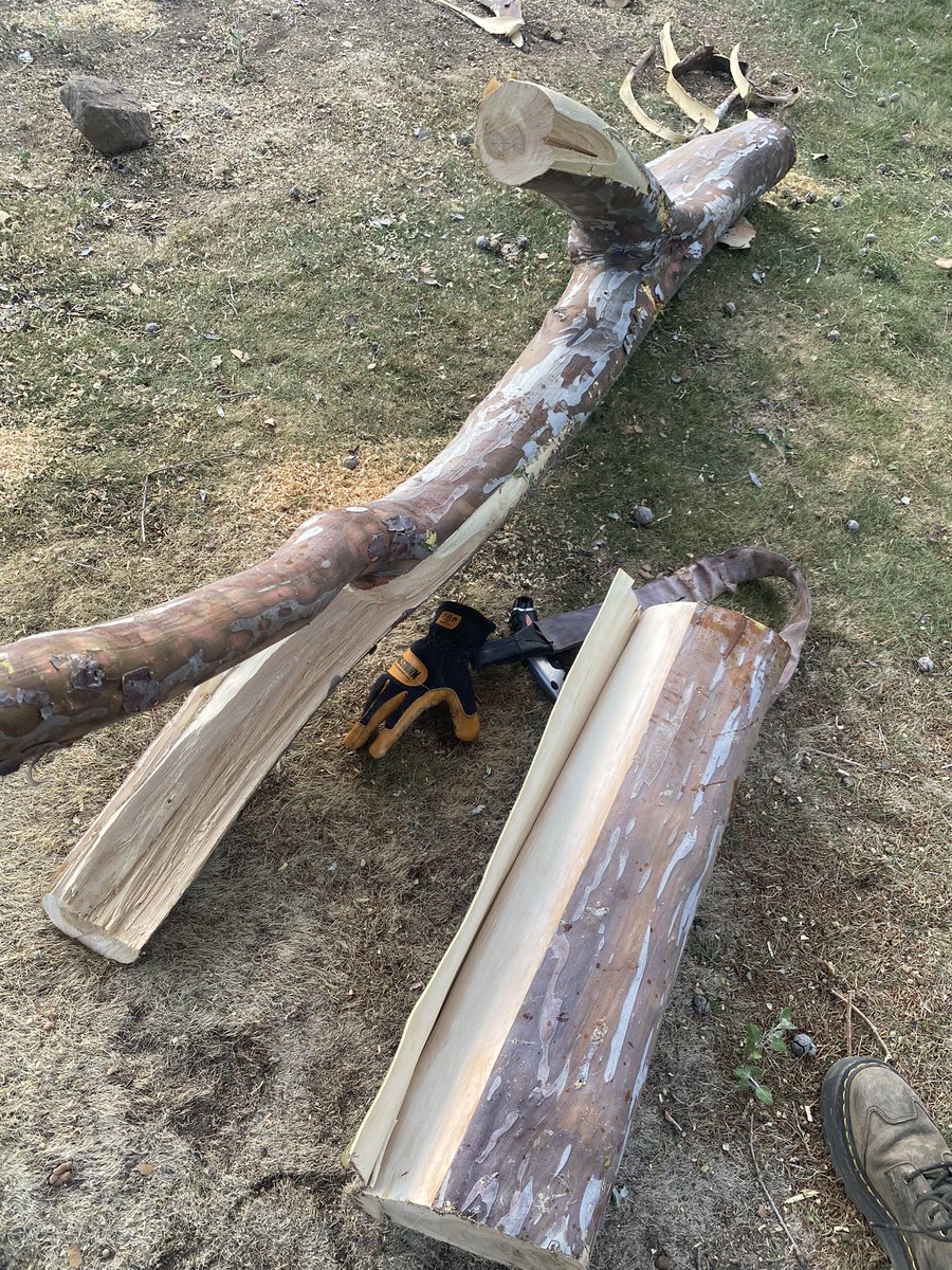 This piece of tree I had to cut down is gonna make a very nice cat tree 🐱