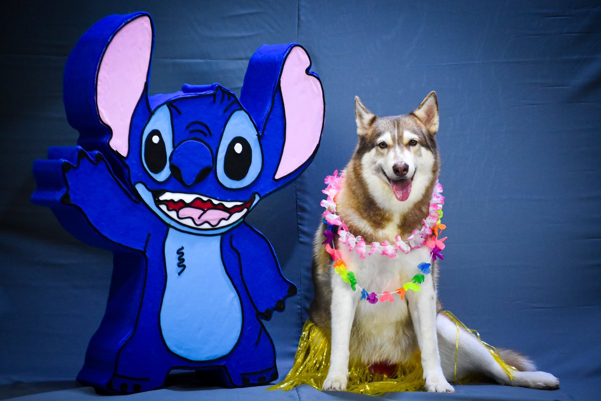 Ohana!!🌴🏖
Lilo y Stitch ya llegaron al nuevo set de fotografía que tengo para tus mascotas, ya puedes agendar tu espacio, escríbeme por este medio para reservar lugar. 🏝
Estoy seguro que será un gran recuerdo que tengas con tu mascota, yo te ayudo a realizarlo.
<a href="/JPSibillaT/">Juan Pablo Sibilla Téllez</a>