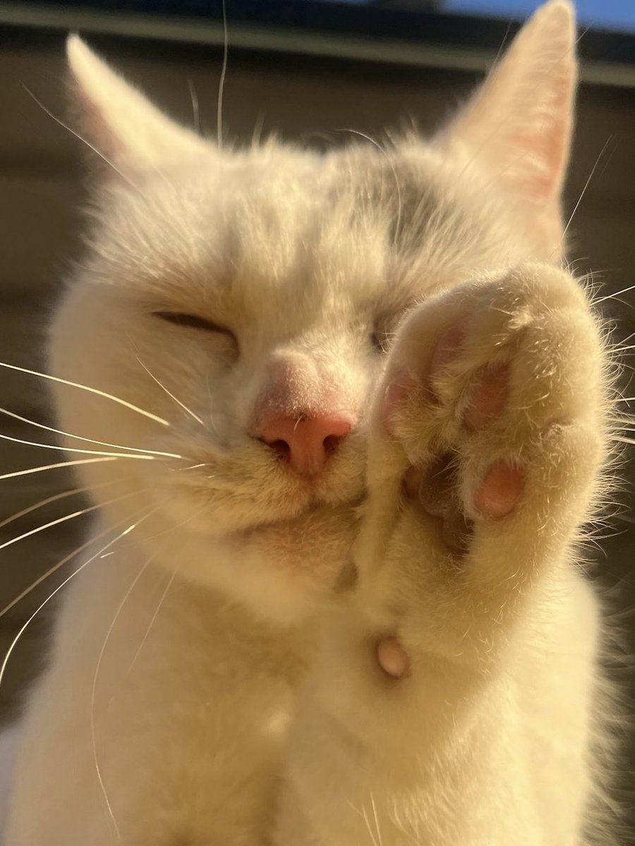 Just between you and me 🤫
I prep and clean my whiskers before having my picture taken 😽