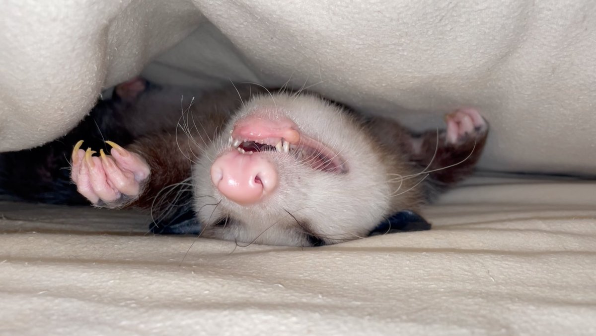 OnceUponaPossum's tweet image. So... what do you wanna do tonight?

Me: