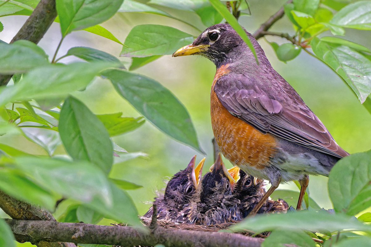 Wilson’s warbler(Cardellina pusilla), blackpoll warbler(Setophaga striata), Canada warbler(Cardellina canadensis), and an American robin(Turdus migratorius)feeding its brood today (1june25) at the pool and leak in Central Park.Migration magic + family moments.#birdcpp #nikonz8