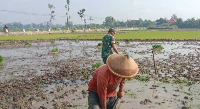 Pendam5's tweet photo. Babinsa Sertu Abd. Qodir dampingi petani di Desa Tugu, tingkatkan produktivitas dan ketahanan pangan. #KetahananPangan #TNI #Pertanian #Tulungagung. Simak selengkapnya disini 👇👇👇 https://t.co/ixKSXSS0c1 https://t.co/7FsBlOq9s5