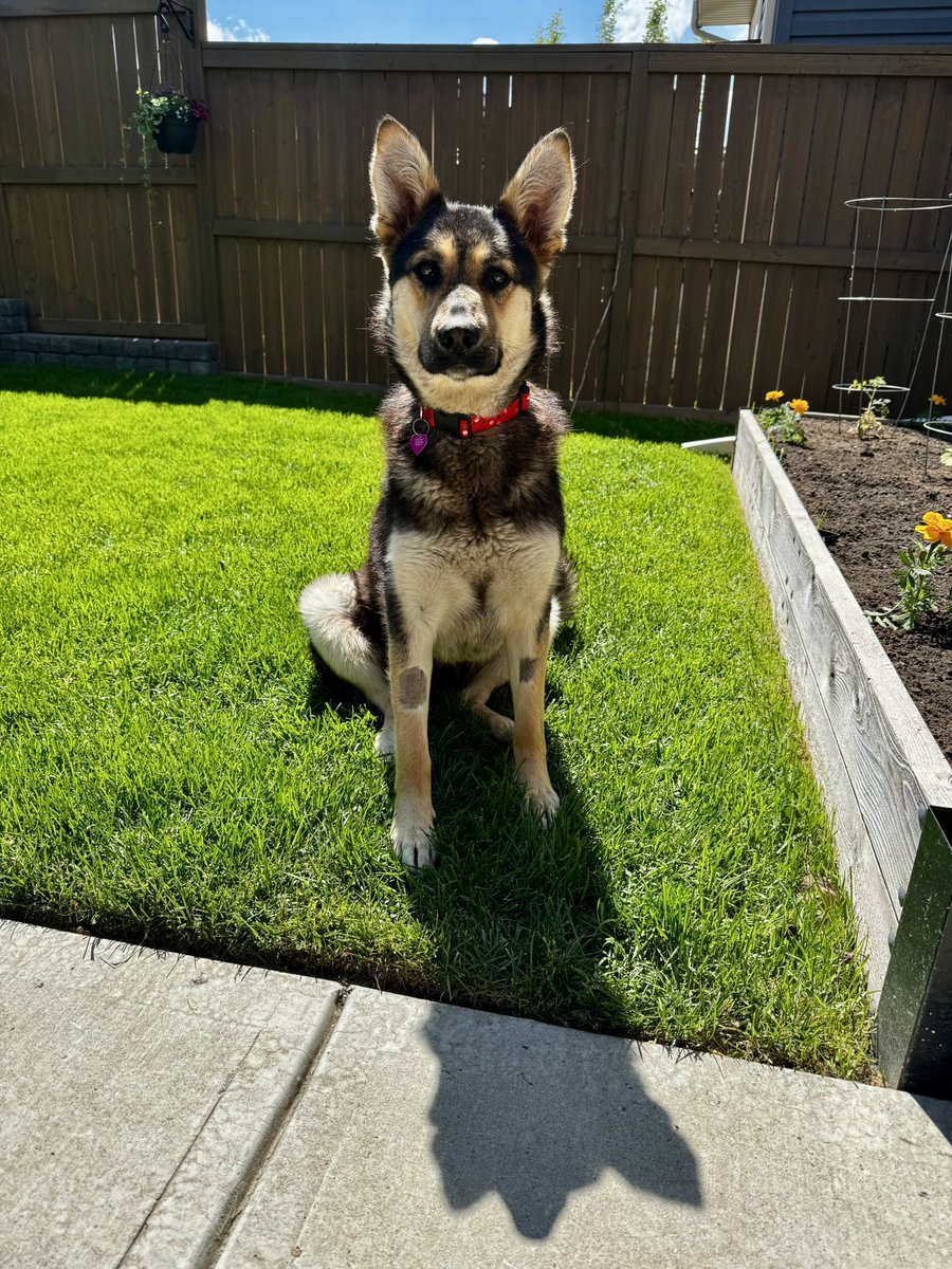LeslieJason's tweet photo. @twirly_pearly and I had our first FurLow shift today with @CalgaryHumane. Montana is a sweet loveable pup who loves cuddles, walks, and helping us till the garden. Will you have a pawsitive impact on her life and be her furever home? #FurLowHero #AdoptDontShop #CHS #FosterLove https://t.co/jUSVr1sXs4