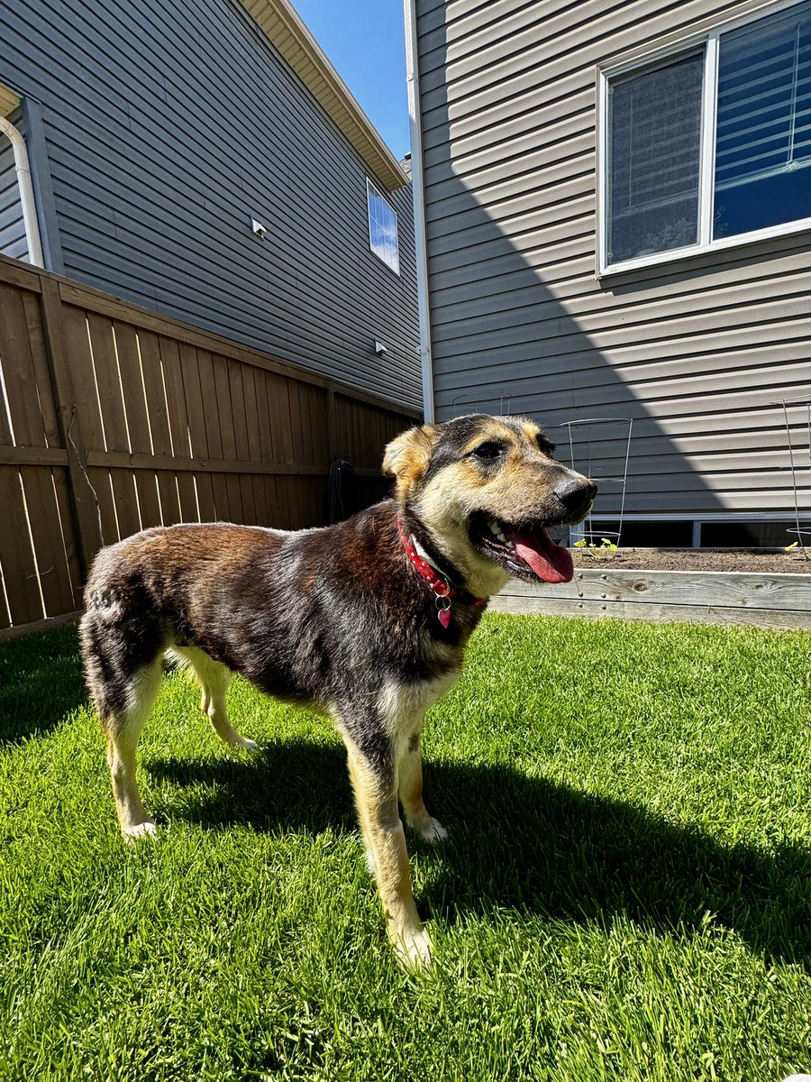 LeslieJason's tweet photo. @twirly_pearly and I had our first FurLow shift today with @CalgaryHumane. Montana is a sweet loveable pup who loves cuddles, walks, and helping us till the garden. Will you have a pawsitive impact on her life and be her furever home? #FurLowHero #AdoptDontShop #CHS #FosterLove https://t.co/jUSVr1sXs4