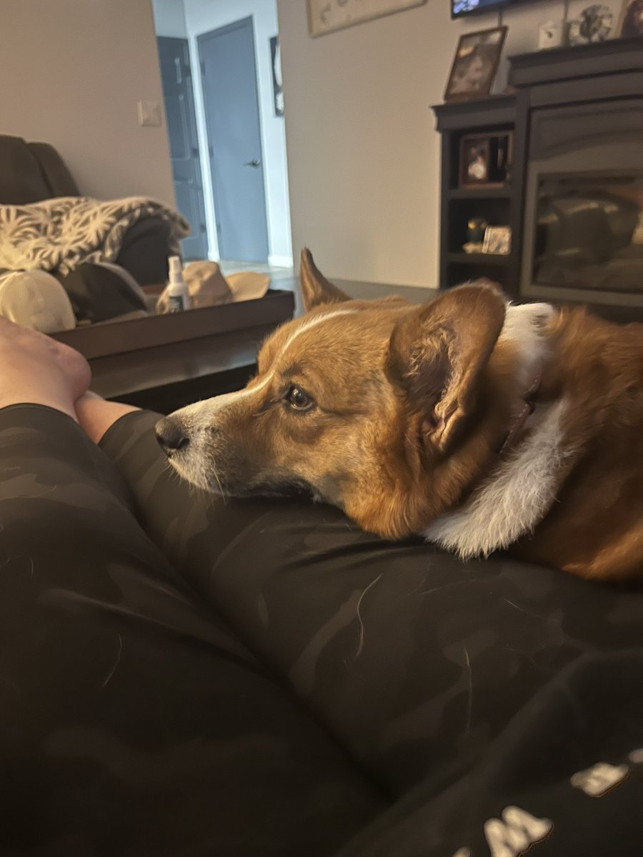 whitemanML's tweet image. Archie and I are bonding. He is following me everywhere I go. I still cry daily for Piper, but Archie fills some of that emptiness. He is such a sweet boy. #corgination #archie #archiethecorgi #petloss #piperthecorgi