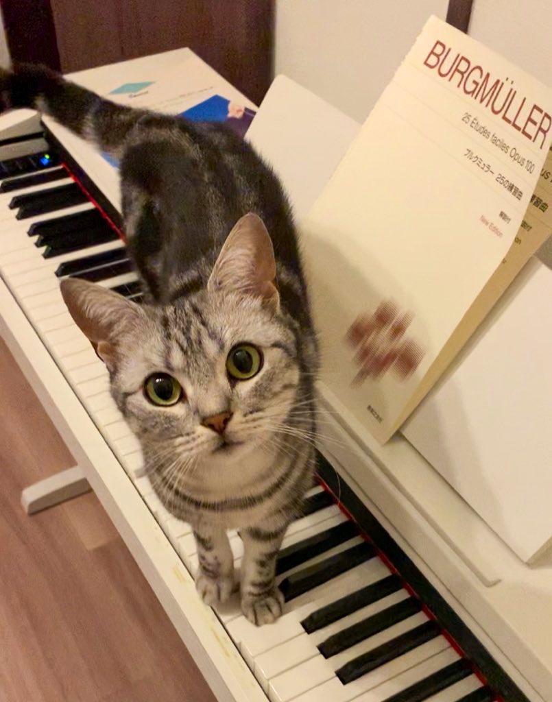 ピアノの上に着地しちゃったねこ