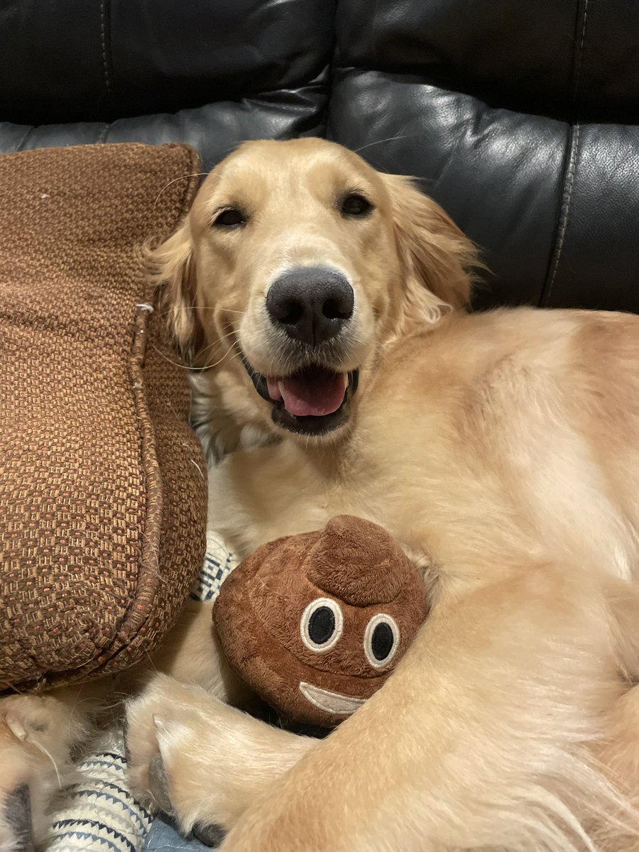 Colorectal surgery fellow boyfriend: *on the phone with another physician about a consult*

Our golden retriever: *jumps onto couch with her poop emoji toy that farts when she chews it and munches multiple times, making the loudest, most obnoxious fart sounds into the phone* 🤦🏼‍♀️🤦🏼‍♀️