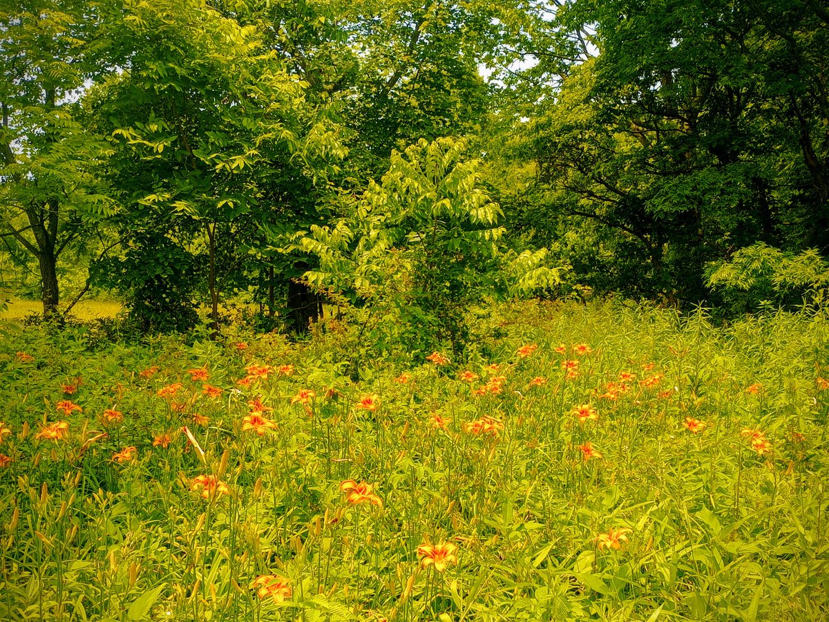 Not much color popping in my meadow yet , need some sun and heat 🌞