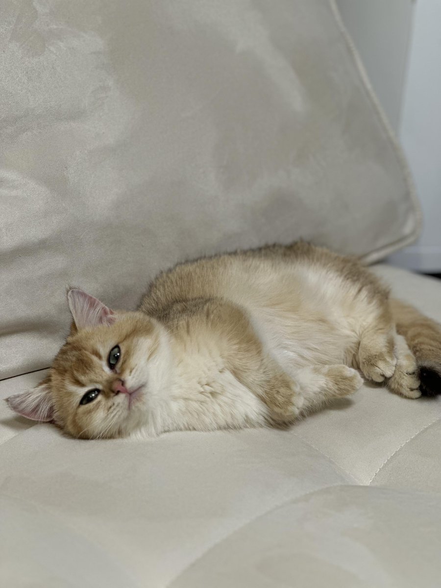 外はとても暑いので、外に出たくありません。あなたが私を見ていても仕方がありません。機嫌が悪くてもいけません。😁😁