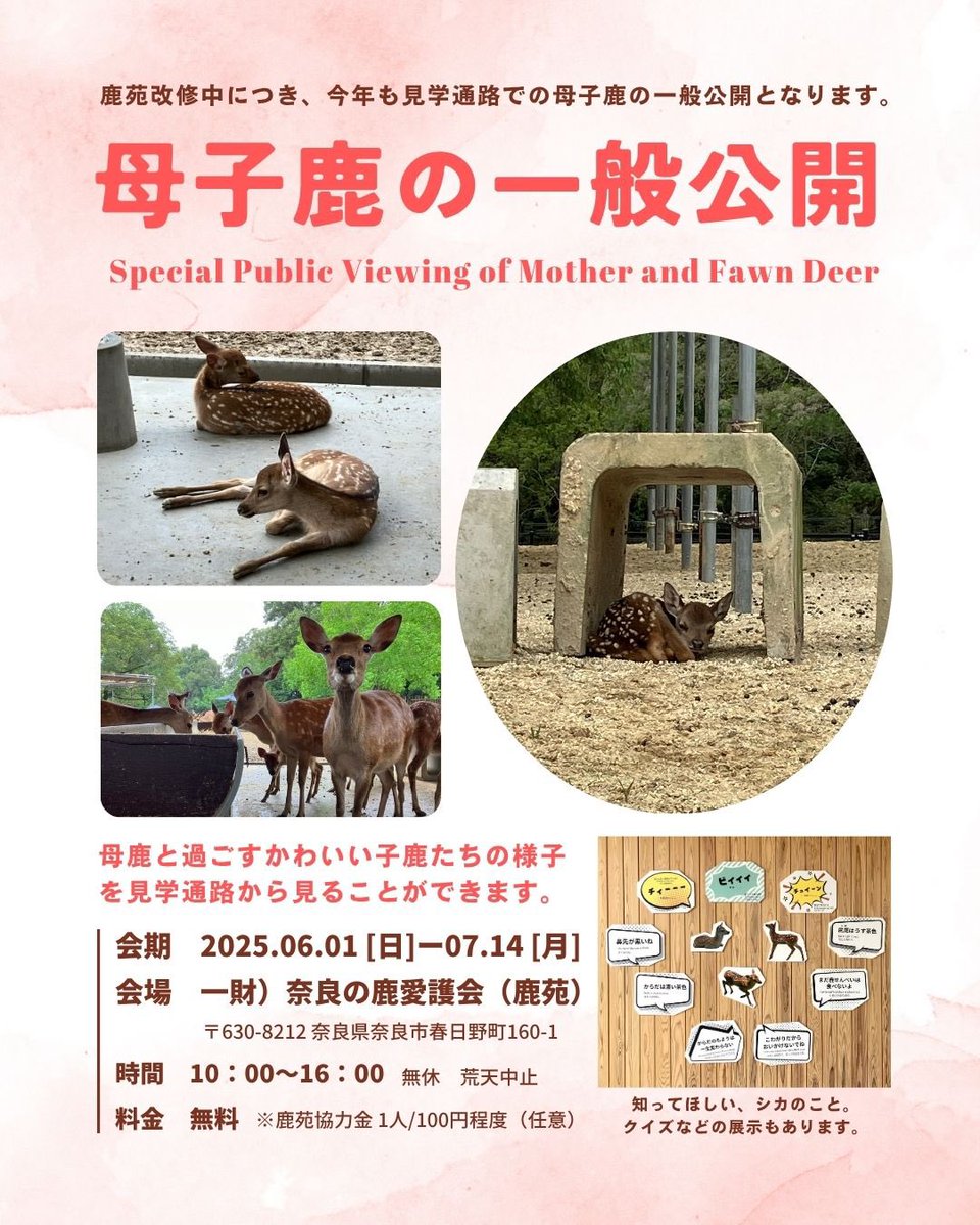子鹿に近付かないで⚠️ 人のにおいがつくと子育てしません😢 母鹿は