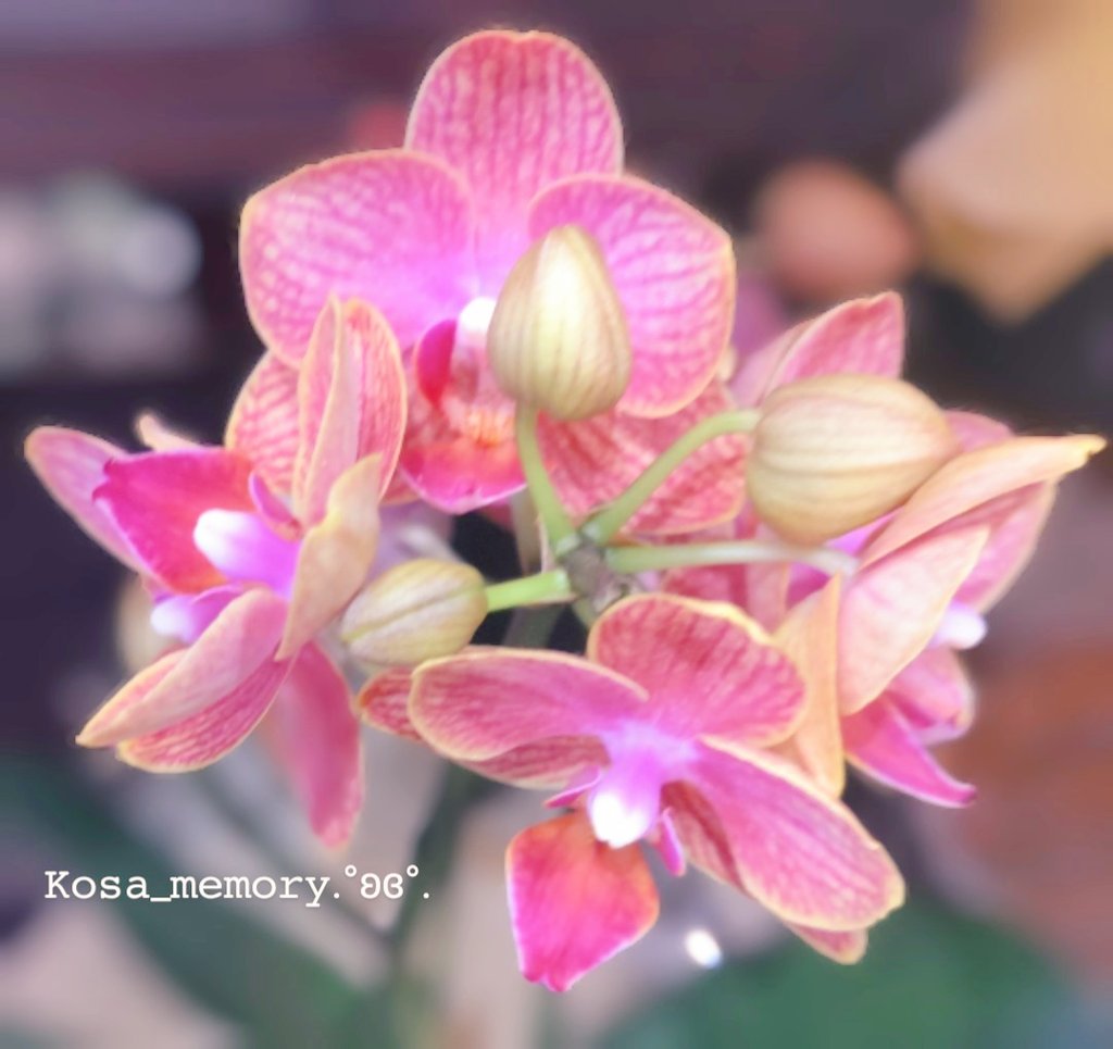 小茶🤍𝚔𝚘𝚜𝚊 tweet media