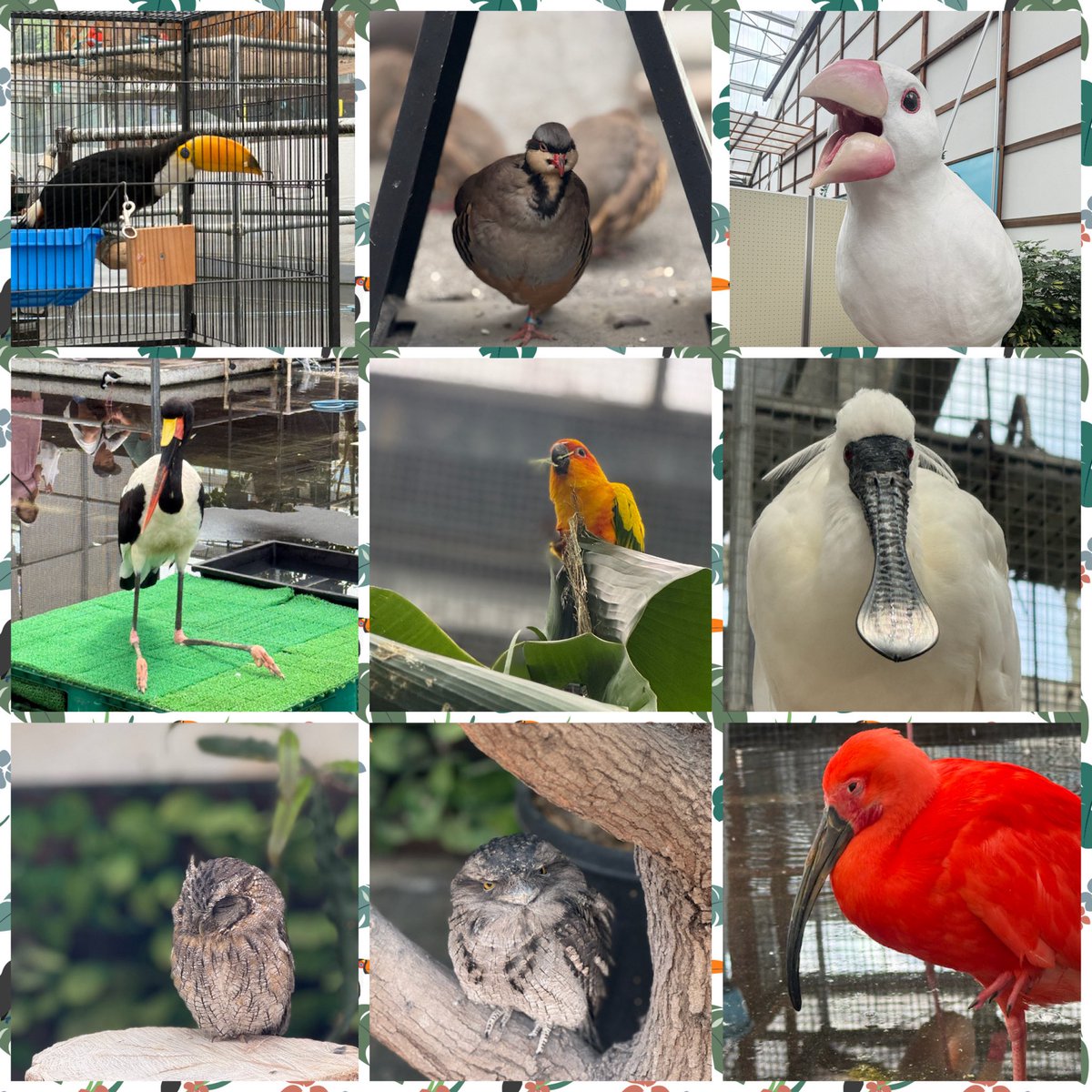 rizatchi's tweet photo. 私の戦利品
#PETBOX さんのジャンボセキセイインコシリーズ
#まゆイヌ さんのまるい。ステッカー
花鳥園の鳥さんたち
#掛川花鳥園
#ことり万博 https://t.co/Z2BxQDovID