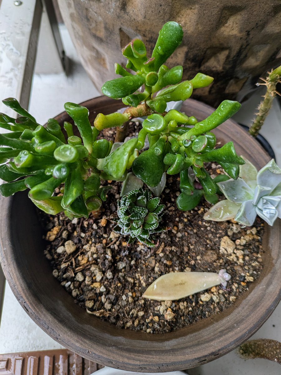 Ian McEntire (@ikurobiscuits) on Twitter photo 