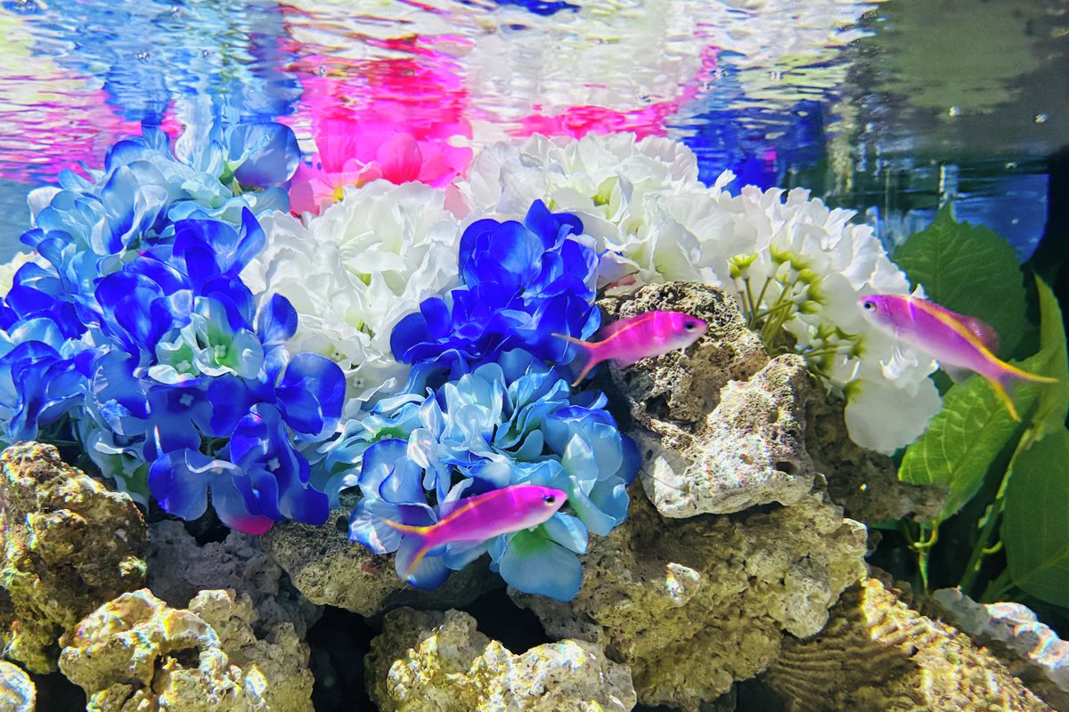 5/24より「Shiny Rain Garden」のシンボリック水槽がネモフィラ畑から