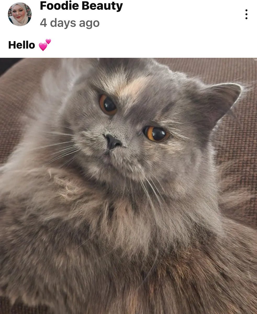jj6893's tweet photo. I hope @pawskuwait can rescue Julia from that smoke filled fart box too. She only got Julia clipped yest in case Paws show up. Julia will suffer for years like BBJ if not rescued. 
#NeglectIsAbuse
#FoodieBeauty 
#FoodieBeautyAnimalAbuser
#DontFuckWithCats https://t.co/xCyZh04ezZ