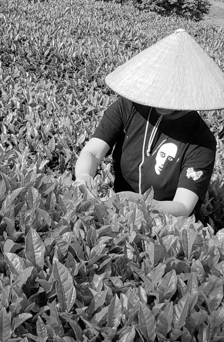 昨日は楳図かずお先生Tシャツで茶摘