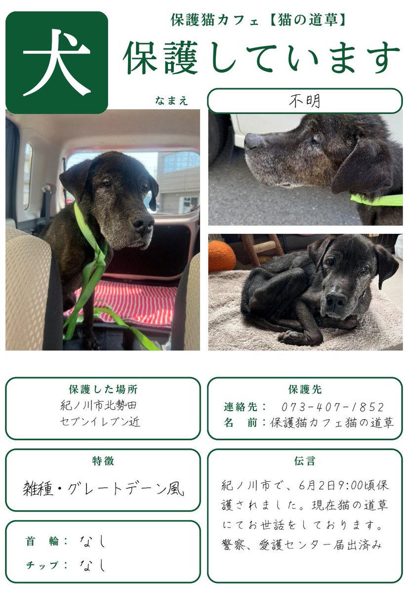 nekonomichikusa's tweet photo. 【迷い犬】
飼い主さん探してます（拡散希望）

和歌山県紀ノ川市
北勢田セブンイレブン周辺で保護されました。
（6月2日9:00頃）

・グレートデーン風（大型）
・高齢（白髪混じり）
・男の子
・爪切りをしたような跡や、首にもおそらく首輪をしていたような跡がらあり飼い犬だと思います🤲 https://t.co/QVrSkNsk4K