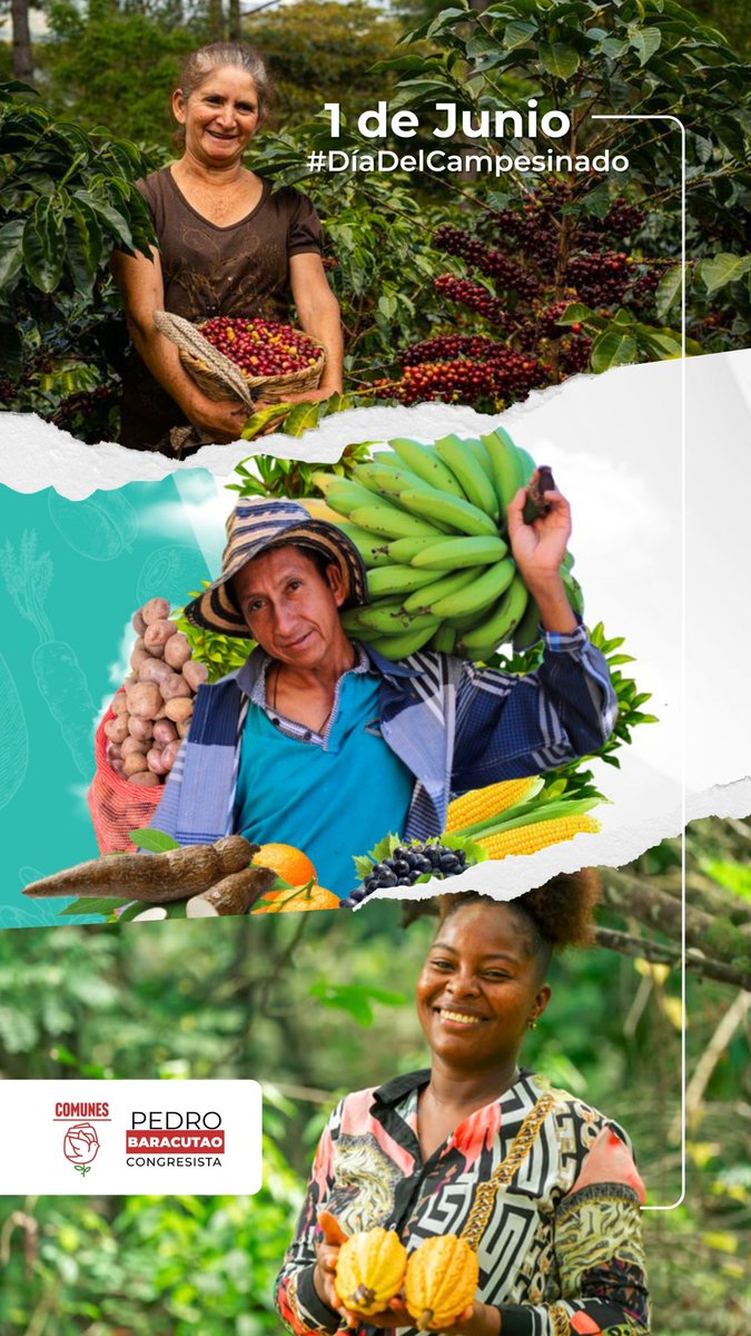 🍃Hoy conmemoramos el día del campesinado, gracias a su trabajo se ha construído la nación colombiana y se ha avanzado en la soberanía alimentaria del país 🕊️. Siguen luchando por la implementación integral del punto 1 del Acuerdo de Paz, Reforma Rural Integral 🌹

#SomosPaz