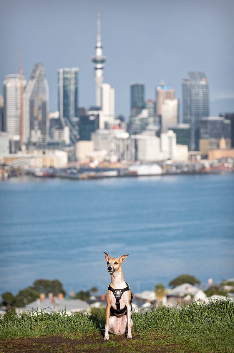 Juno doing her best impression of the Sky Tower 🐾

#auckland #newzealand #devonport
