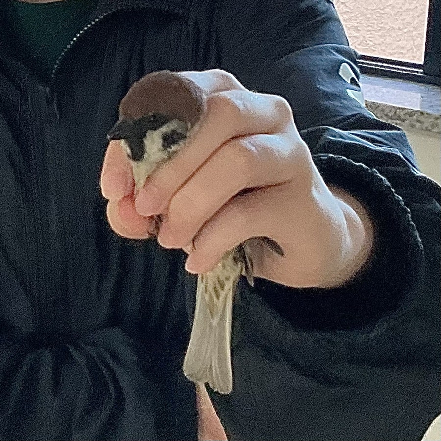 아 귀여워~~~
근데 잠깐을 틈타 정보 하나 영업하자면! 소형 조류를 손으로 잡아 구조할 때는 엄지약지새끼로 몸을 둥글게 말고 검지와 중지 사이에 목을 살짝 끼워 잡는게 좋아요!
저렇게 잡아야 사람도 새의 부리나 발톱에 상처입지 않고 새도 뼈나 근육에 해를 입지 않는답니다☺️