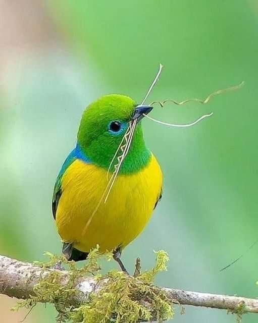 Wildlife Wonders (@life_wild21208) on Twitter photo 