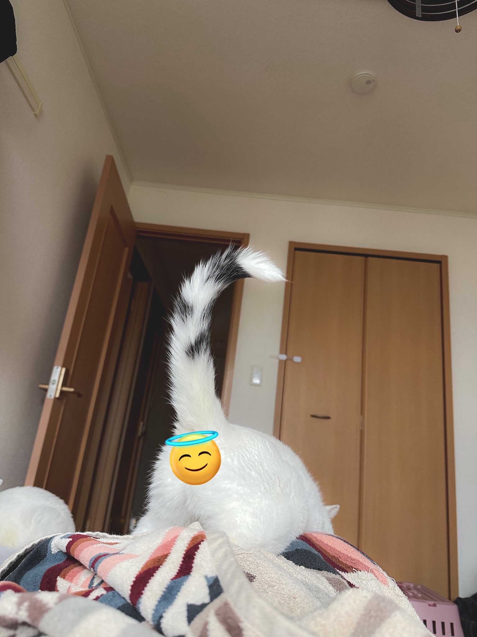 NANA猫ページ 71+SCzK7gBL._UF350,350_QL50_.jpg