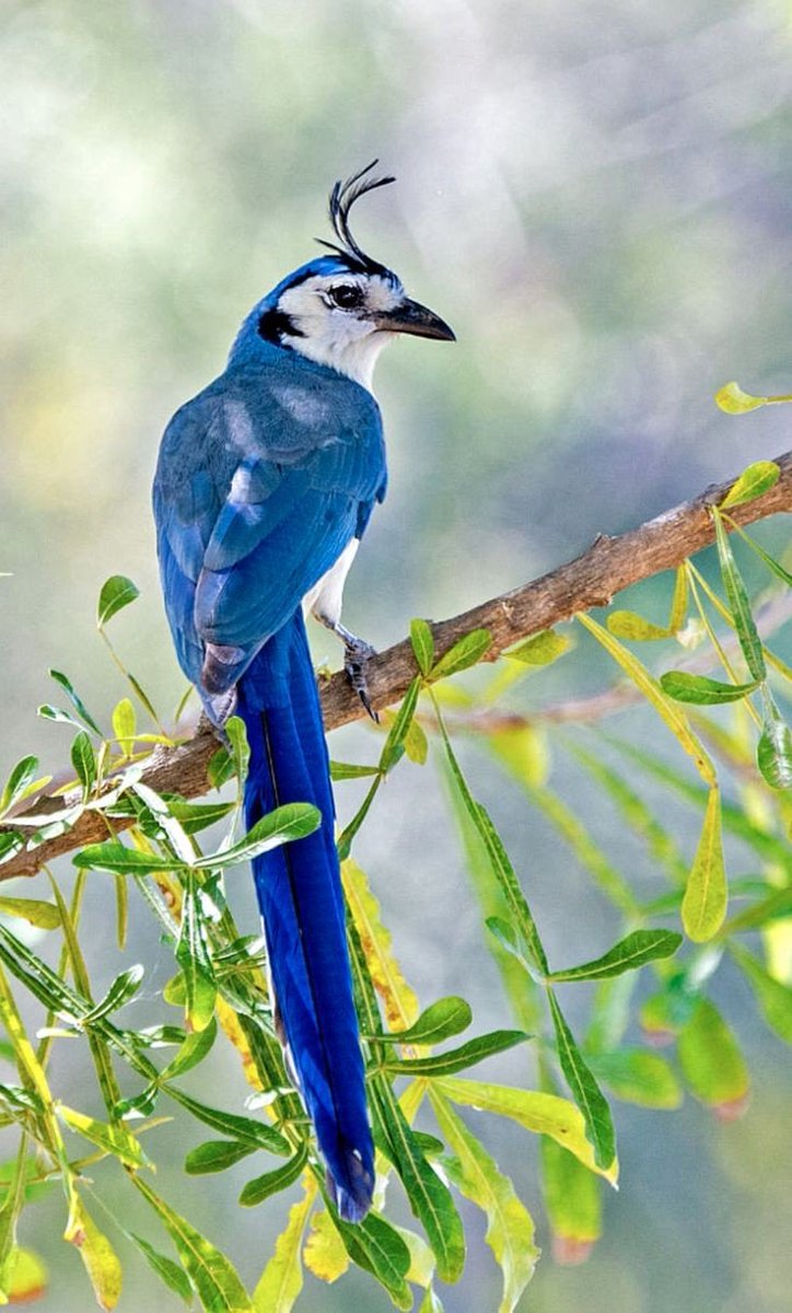 Wildlife Wonders (@life_wild21208) on Twitter photo 