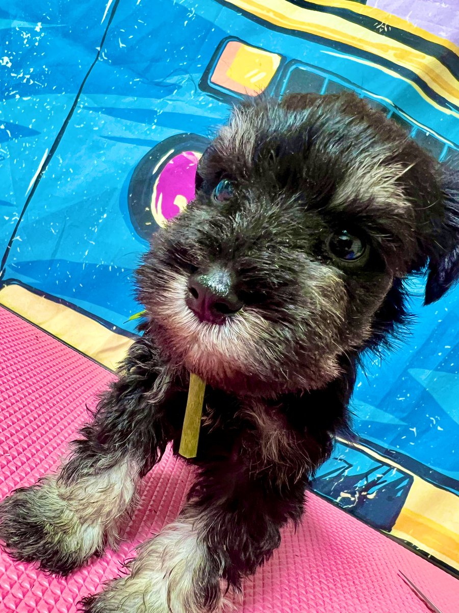 LandMBeard's tweet photo. こんにちワン🐶
可愛いパピーちゃん誕生しています🥰
ご家族様募集中です‼︎
ご連絡お待ちしております🙇‍♀️

#ﾐﾆｼｭﾅ飼い主様募集中
#ｼｭﾅｳｻﾞｰﾌﾞﾘｰﾀﾞｰ
#仔犬販売 https://t.co/U5xsRXwN5a