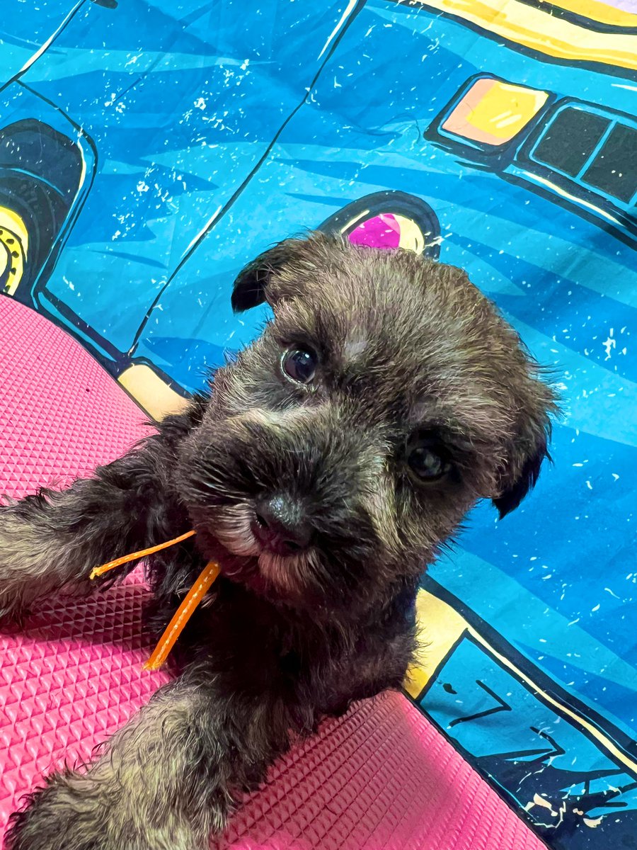 LandMBeard's tweet photo. こんにちワン🐶
可愛いパピーちゃん誕生しています🥰
ご家族様募集中です‼︎
ご連絡お待ちしております🙇‍♀️

#ﾐﾆｼｭﾅ飼い主様募集中
#ｼｭﾅｳｻﾞｰﾌﾞﾘｰﾀﾞｰ
#仔犬販売 https://t.co/U5xsRXwN5a