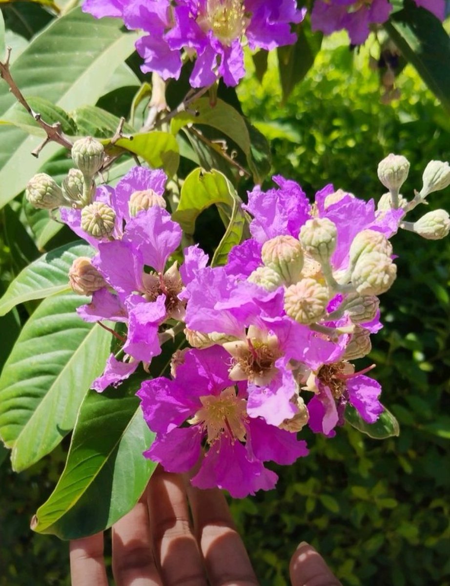 এজাৰ 🌿💜