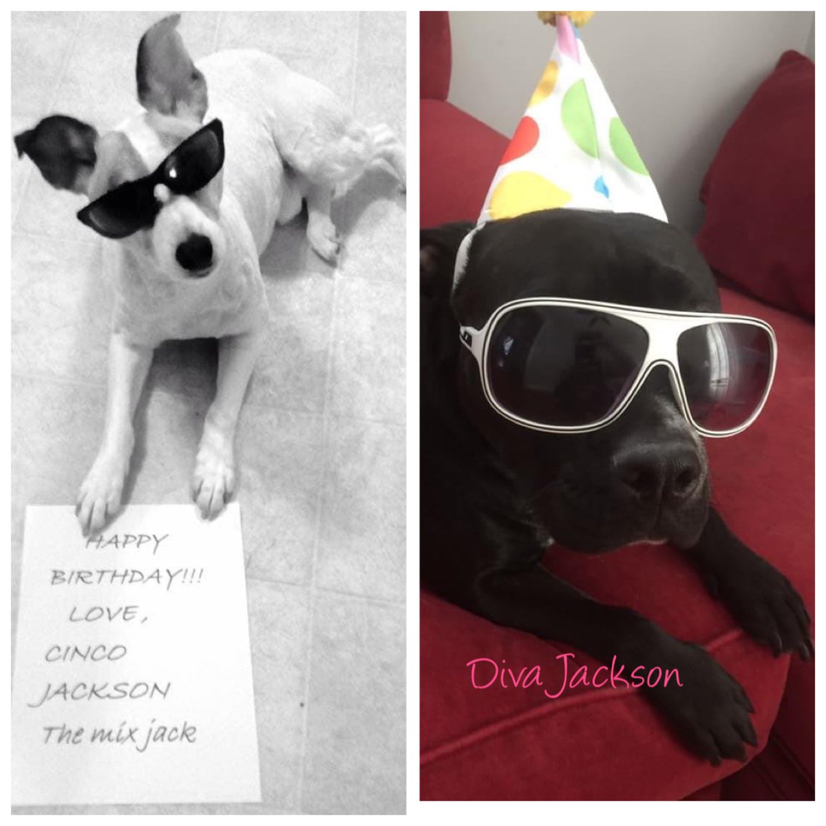 cinco_jackson's tweet photo. @latoyajackson I hope you had a great doggy day 🎂👸🏽❤️🐶🐕‍🦺 https://t.co/hrJB5eedAS