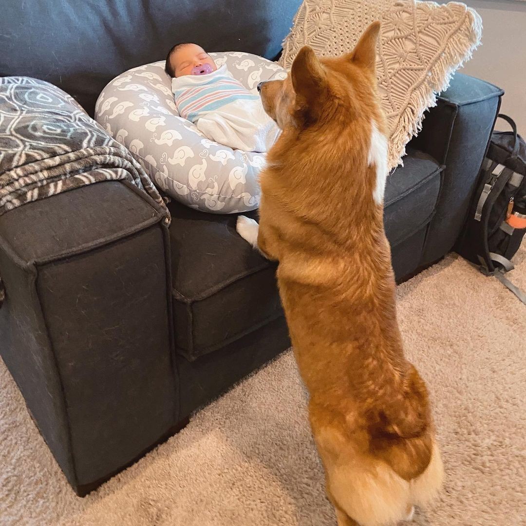 JosephineK1761's tweet image. Sleeping Beauty.What a lovely picture😍😍
#CorgiJoy #CorgiGoals #LoveMyCorgi #PetsofTwitter #CorgiBark #PrincessWelshCorgi