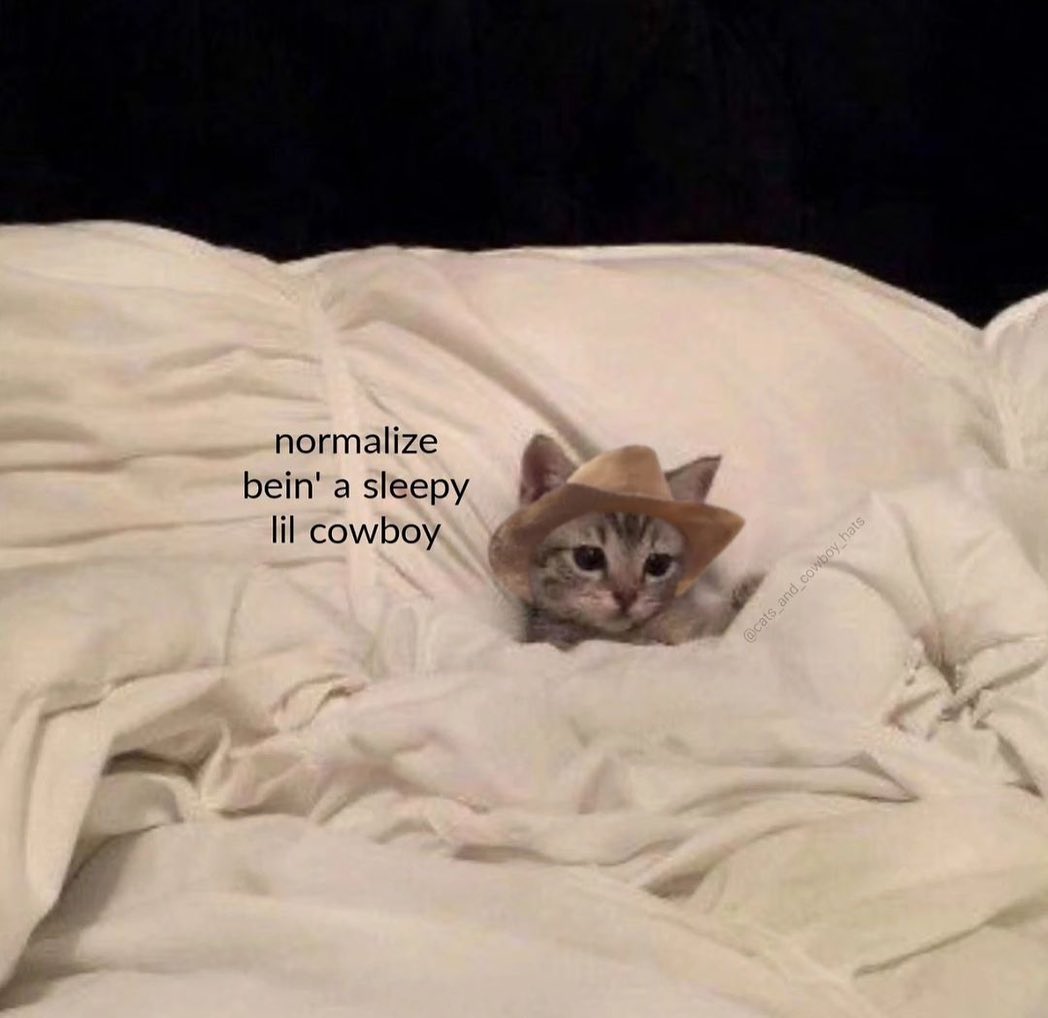 Punch Cat (@punchingcat) on Twitter photo 