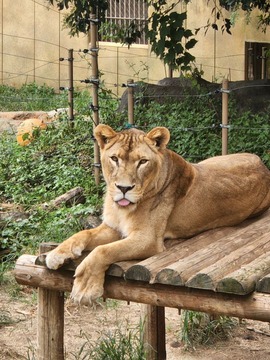 本日6月2日はライオンのモカちゃん、19歳のお誕生日です