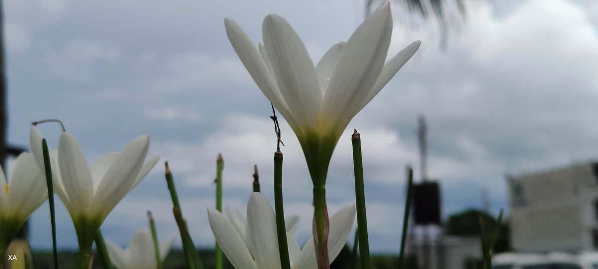 swordsnhammer's tweet image. #Rain #Lilly don&apos;t be silly 😊 Carry ☔. Good morning 🌅 Gave a fantastic week! 
#Purity, #innocence,  #newbeginning 

youtu.be/40ix-MCIfcU?si…