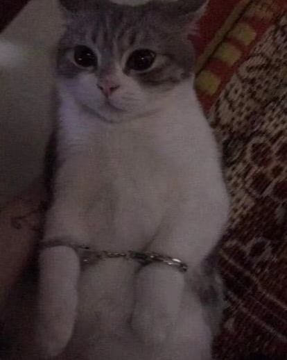“I’M INNOCENT WHY AM I GETTING ARRESTED”