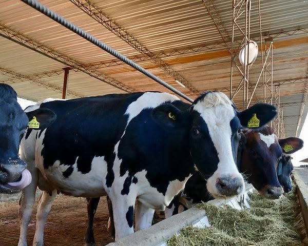 A successful dairy farm requires:
- Healthy cattle
- Quality feed
- Comfortable housing
- Effective management
- Skilled workforce
- Hygiene and quality control
- Sound finances
- Strong marketing
- Continuous learning

These key factors drive sustainability and growth.