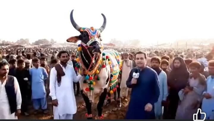 Hameed Ullah (@hd_7691) on Twitter photo کراچی کے مویشی منڈی میں 804 نامی بیل کی دھوم ، قیمت 80 لاکھ چار ہزار... ❤️
<a href="/TeamS0K/">Shaheens of Kaptaan</a>
#Pakistan #Balochistan #ImranKhan
#عمران_کی_رہائی_ضروری کراچی کے مویشی منڈی میں 804 نامی بیل کی دھوم ، قیمت 80 لاکھ چار ہزار... ❤️
<a href="/TeamS0K/">Shaheens of Kaptaan</a>
#Pakistan #Balochistan #ImranKhan
#عمران_کی_رہائی_ضروری