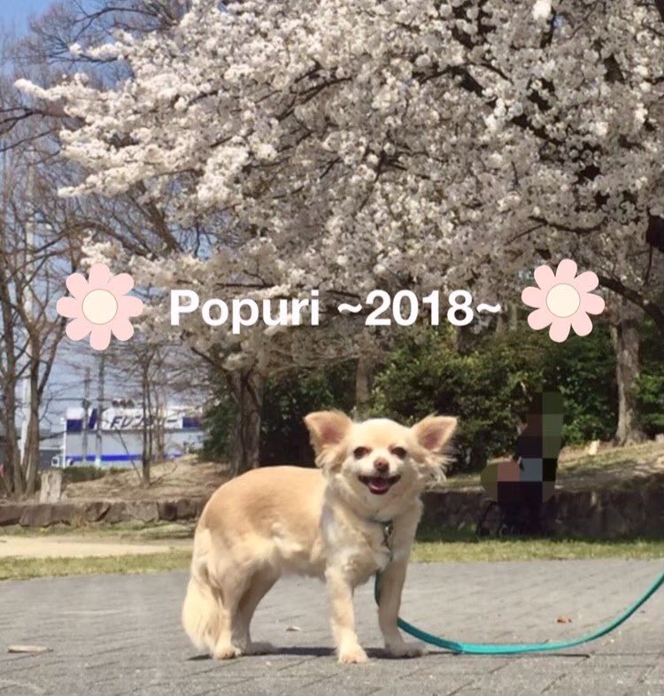 m_cv0113's tweet photo. 17年と11ヶ月共に生きてきたポプリが
虹の橋を渡って行きました。

とっても可愛くて
こっちから構うとプイっとするのに
ポプリから来る時は撫でないと怒る
ツンデレ構ってちゃん

散歩が大好きだったポプリは
笑顔で走って虹の橋を渡ったかな☺️

おやすみなさい。ポプリ🐕 💗🌈

思い出をありがとう。 https://t.co/UxZvuTX42o