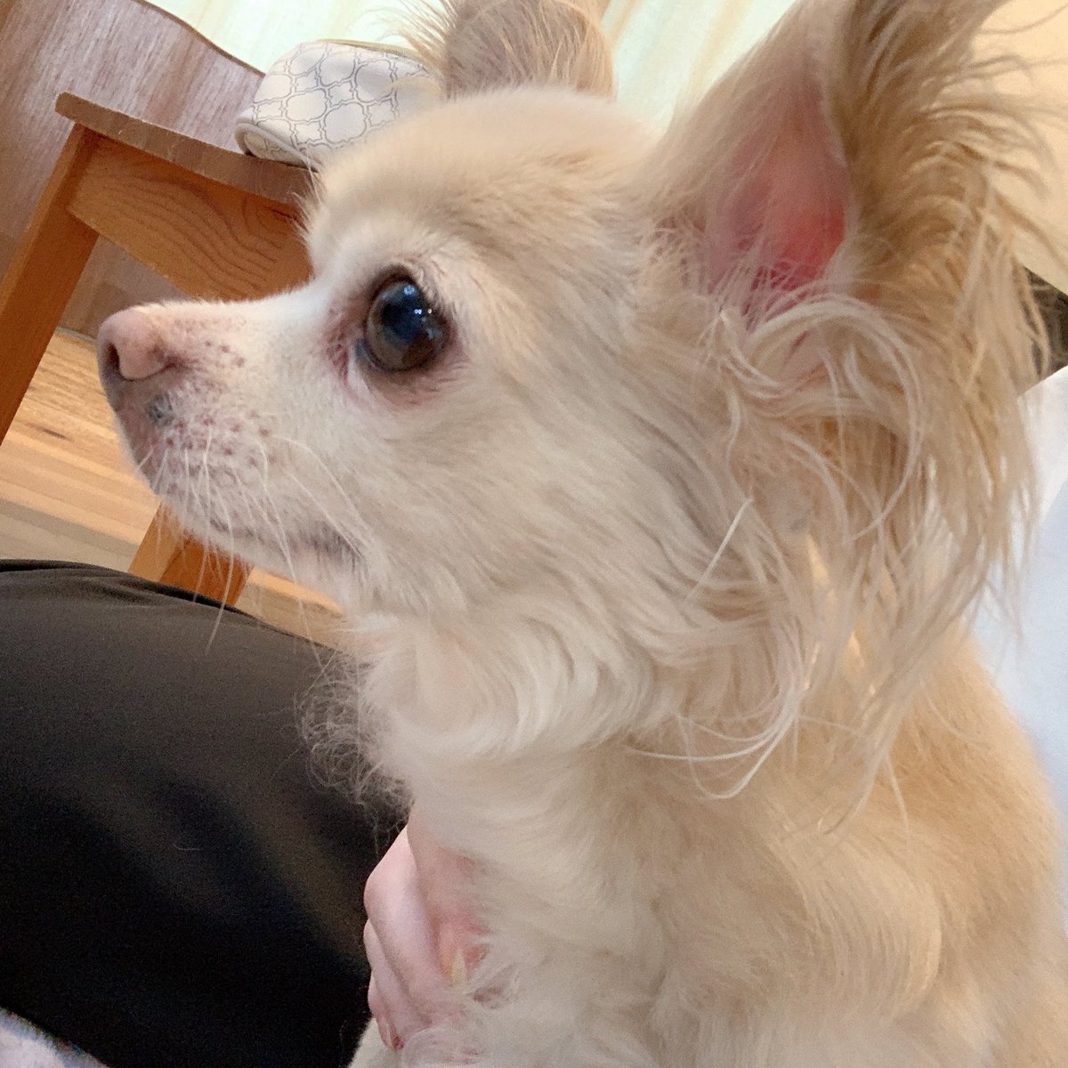 m_cv0113's tweet photo. 17年と11ヶ月共に生きてきたポプリが
虹の橋を渡って行きました。

とっても可愛くて
こっちから構うとプイっとするのに
ポプリから来る時は撫でないと怒る
ツンデレ構ってちゃん

散歩が大好きだったポプリは
笑顔で走って虹の橋を渡ったかな☺️

おやすみなさい。ポプリ🐕 💗🌈

思い出をありがとう。 https://t.co/UxZvuTX42o