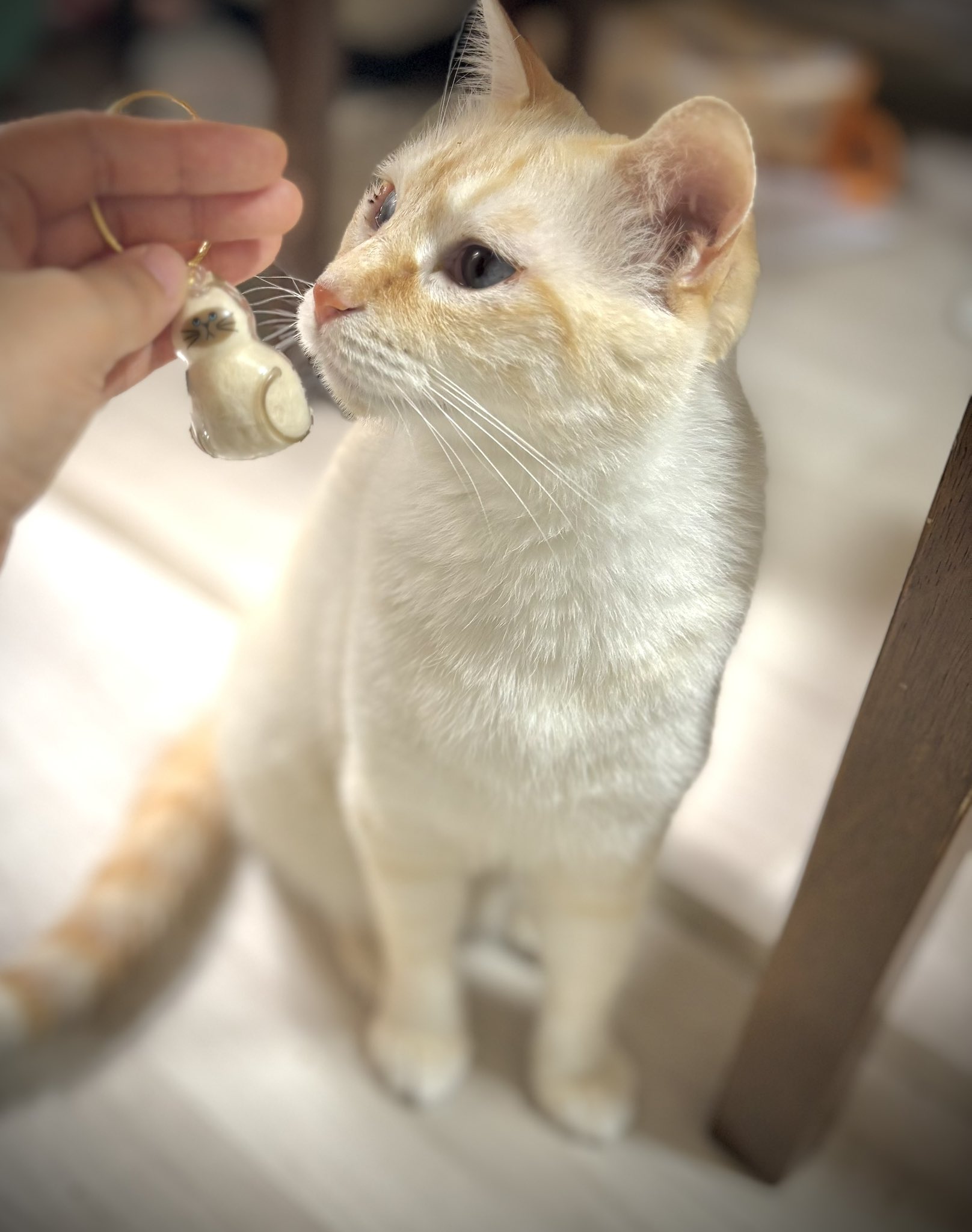うちの子のけだまだまセルフペイントねこ 猫2個セット
