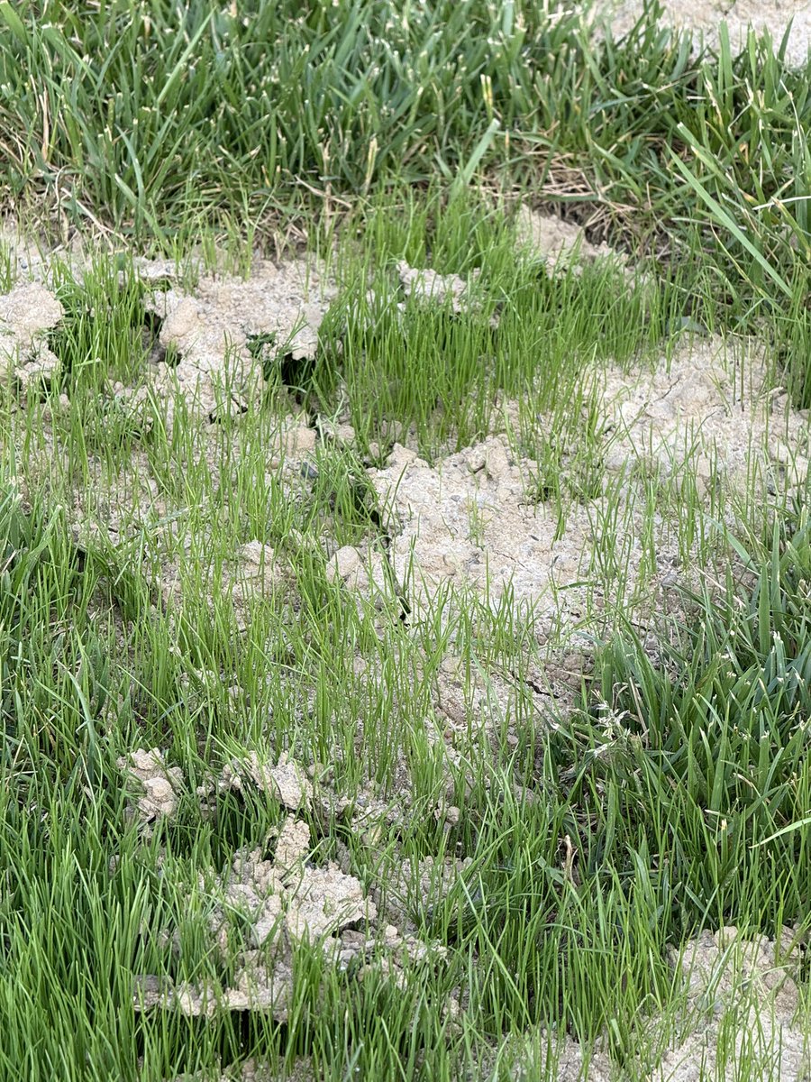 Don’t just touch grass.

Grow Grass 🌱
