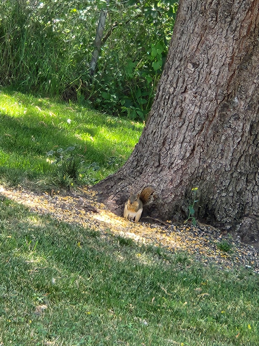 LolaUgfugliio's tweet image. 🐿🌳🌰🥜🐿🌳 
#squirregirl #squirrelthoughts